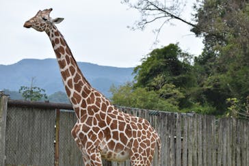 群馬サファリパークに投稿された画像（2021/10/25）