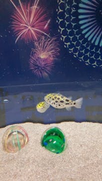 マクセル アクアパーク品川に投稿された画像（2021/10/25）