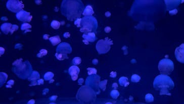 京都水族館に投稿された画像（2021/10/25）