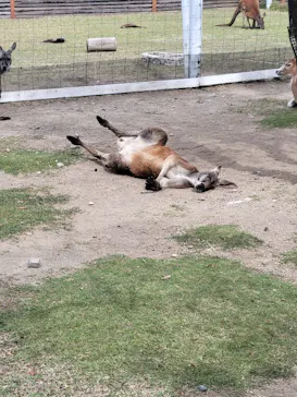 神戸どうぶつ王国に投稿された画像（2021/10/24）