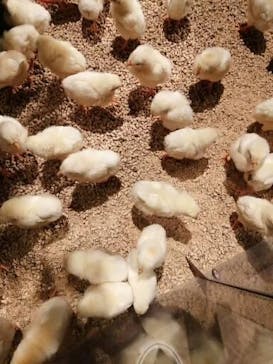 Moff animal world MARK IS みなとみらい店に投稿された画像（2021/10/26）