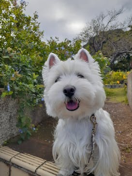 ニューヨークランプミュージアム＆フラワーガーデンに投稿された画像（2021/10/26）