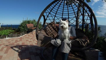 ニューヨークランプミュージアム＆フラワーガーデンに投稿された画像（2021/10/26）