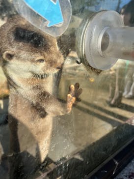 しろとり動物園に投稿された画像（2021/10/26）
