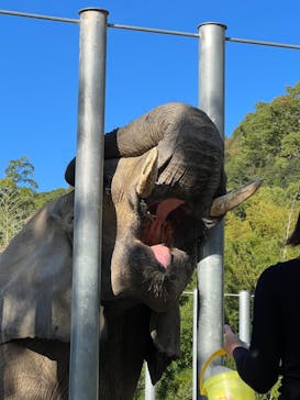 しろとり動物園に投稿された画像（2021/10/26）