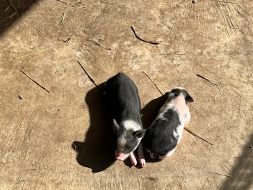 しろとり動物園に投稿された画像（2021/10/26）