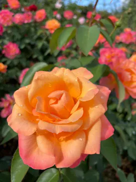 ひらかたパークに投稿された画像（2021/10/26）