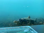 サケのふるさと 千歳水族館に投稿された画像（2021/10/26）