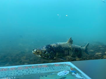 サケのふるさと 千歳水族館に投稿された画像（2021/10/26）
