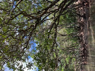 マングローブ茶屋に投稿された画像（2021/10/26）