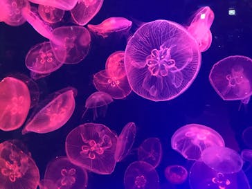 名古屋港水族館に投稿された画像（2021/10/26）