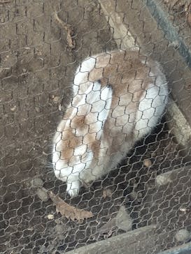 旭川市旭山動物園に投稿された画像（2021/10/27）