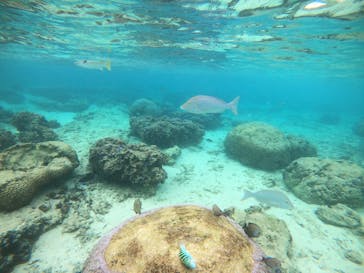 武藤潜水に投稿された画像（2021/10/27）