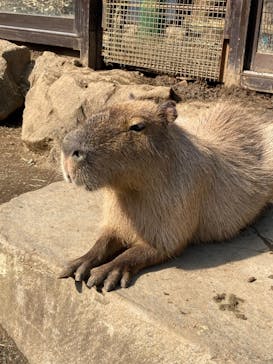 伊豆シャボテン動物公園に投稿された画像（2021/10/27）
