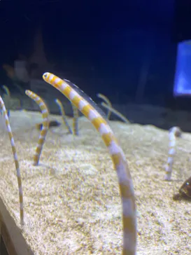 すみだ水族館に投稿された画像（2021/10/27）