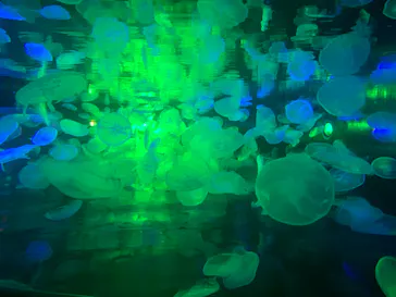 すみだ水族館に投稿された画像（2021/10/27）