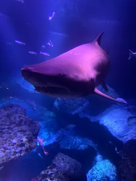 すみだ水族館に投稿された画像（2021/10/27）