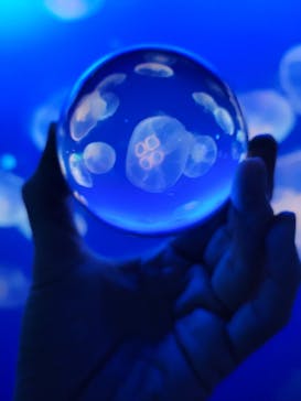 新江ノ島水族館に投稿された画像（2021/10/27）