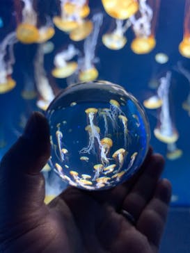 新江ノ島水族館に投稿された画像（2021/10/27）