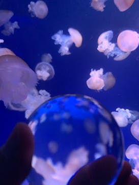 新江ノ島水族館に投稿された画像（2021/10/27）