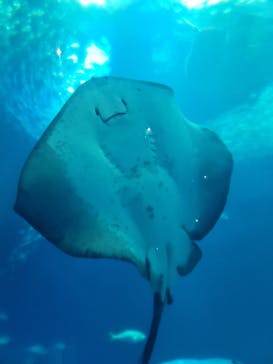 アクアワールド茨城県大洗水族館に投稿された画像（2021/10/27）