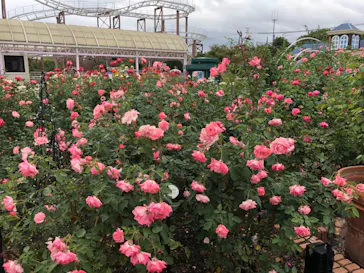 ひらかたパークに投稿された画像（2021/10/27）