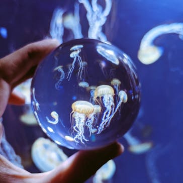 新江ノ島水族館に投稿された画像（2021/10/27）