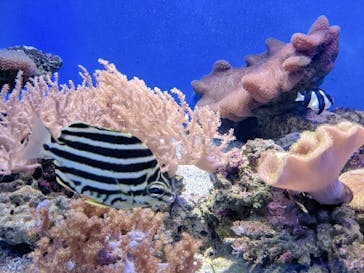 新江ノ島水族館に投稿された画像（2021/10/27）