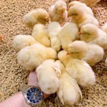 Moff animal cafe MARKIS 福岡ももち店に投稿された画像（2021/10/28）