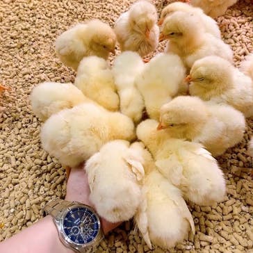 Moff animal cafe MARKIS 福岡ももち店に投稿された画像（2021/10/27）