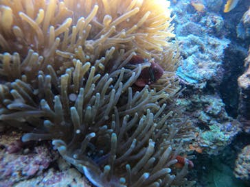 武藤潜水に投稿された画像（2021/10/28）