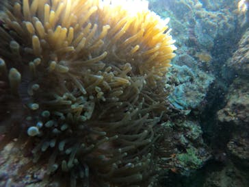 武藤潜水に投稿された画像（2021/10/28）