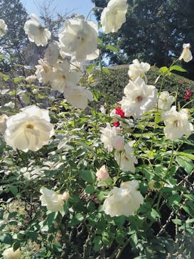鳩山会館に投稿された画像（2021/10/28）