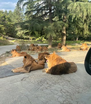 群馬サファリパークに投稿された画像（2021/10/28）