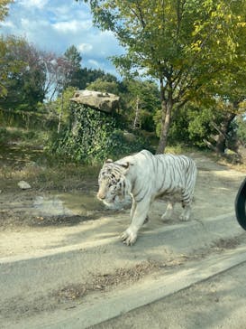 群馬サファリパークに投稿された画像（2021/10/28）