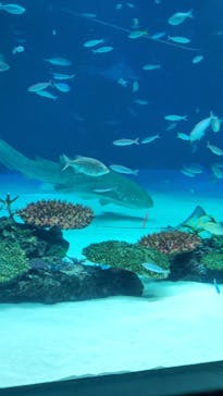 サンシャイン水族館に投稿された画像（2021/10/28）