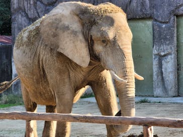 東武動物公園に投稿された画像（2021/10/28）