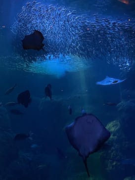 新江ノ島水族館に投稿された画像（2021/10/28）