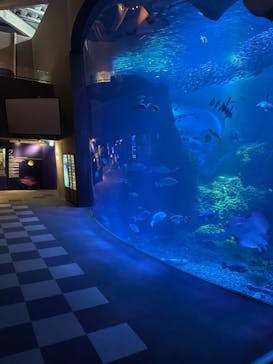 新江ノ島水族館に投稿された画像（2021/10/28）