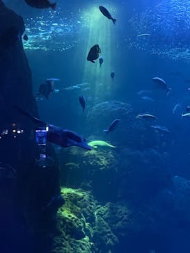 新江ノ島水族館に投稿された画像（2021/10/28）