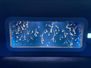 新江ノ島水族館に投稿された画像（2021/10/28）