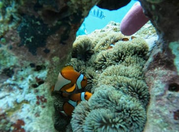 青の洞窟専門店　沖縄ダイビングショップ和に投稿された画像（2021/10/28）