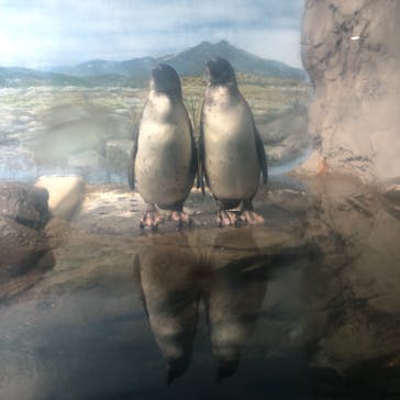 新江ノ島水族館に投稿された画像（2021/10/28）