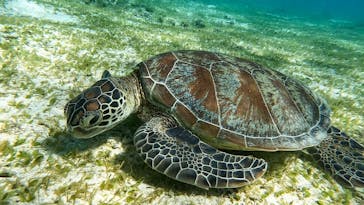 ちゃこたびに投稿された画像（2021/10/28）