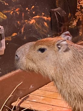 Moff animal world MARK IS みなとみらい店に投稿された画像（2021/10/28）