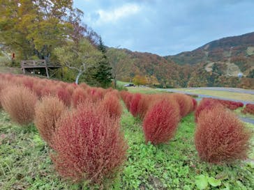 湯沢高原スキー場/パノラマパークに投稿された画像（2021/10/29）