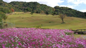 淡路ファームパーク イングランドの丘に投稿された画像（2021/10/29）