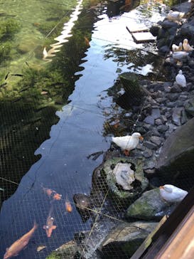 箱根湯本温泉 天成園に投稿された画像（2021/10/29）