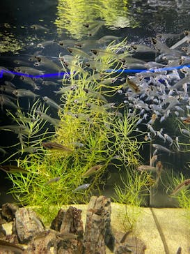 カワスイ 川崎⽔族館に投稿された画像（2021/10/29）
