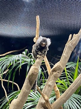 カワスイ 川崎⽔族館に投稿された画像（2021/10/29）